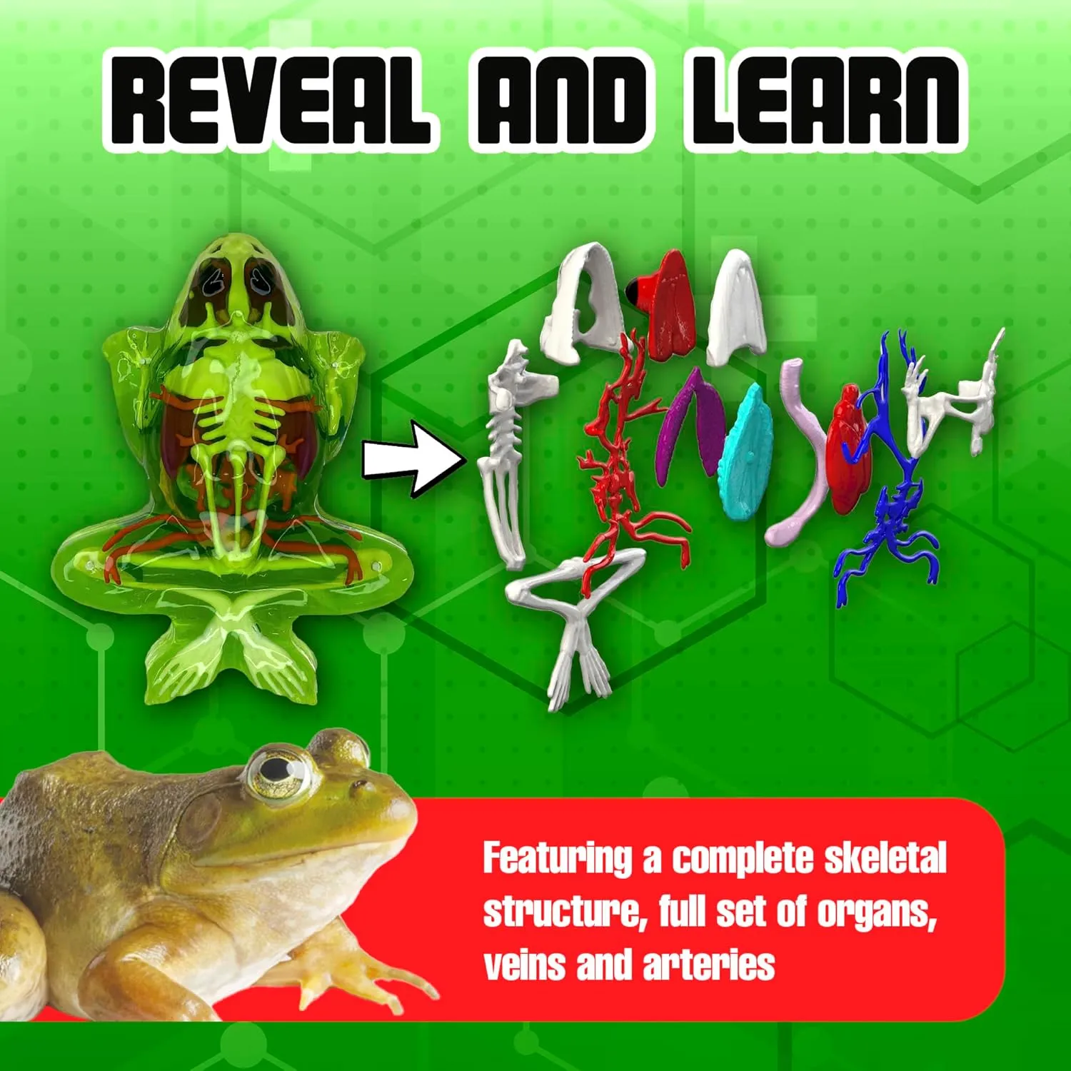 Dissect-It Frog Lab Plus